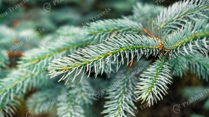slider Close up Macro View of Fir Tree