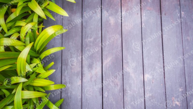 slider Old Grunge Wood with Green Leaves .