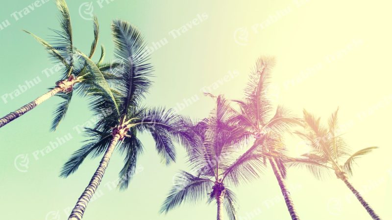 slider Summer Travel Vacation Concept. Beautiful Palms on Blue Sky Back