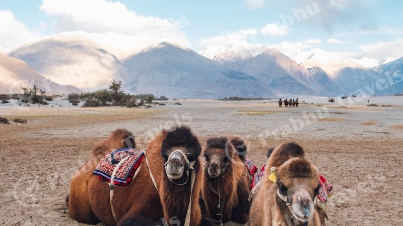 slider camel-waiting-tourist-leh-ladakh-india